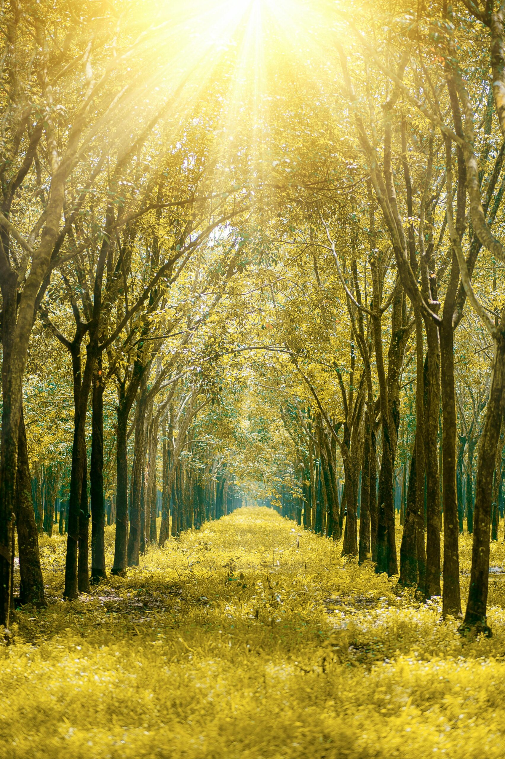 Serene forest path bathed in golden sunlight showcasing vibrant autumn foliage.